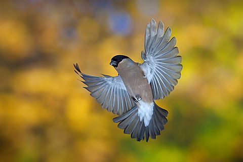 Bullfinch (Pyrrhula pyrrhula), female in flight, autumn, Thueringen, Germany, Europe