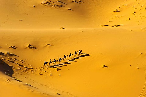 Tourists riding dromedaries in the Erg Chebbi sand dunes, Sahara, southern Morocco, Africa