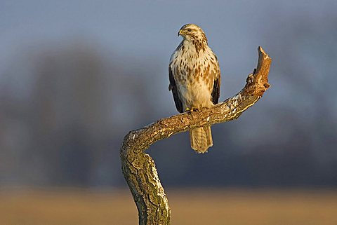 Common Buzzard (Buteo buteo), Mecklenburg-Western Pomerania, Germany, Europe