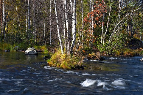 Birch trees (Betula) in autumn colours along Juumajarvi river, Finland, Europe