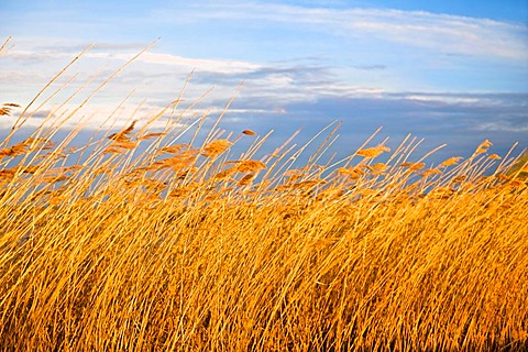 Reed, evening atmosphere, Hornborgasjoen, Lake Hornborga, Sweden, Europe