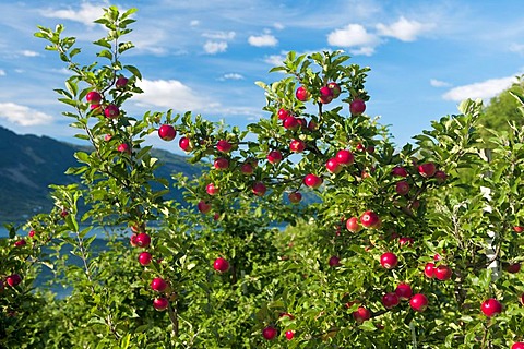 Red apples on tree, Hardanger, Norway, Scandinavia, Europe