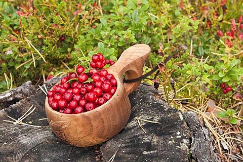 Freshly picked cranberries in a small wooden bowl, Norway, Scandinavia, Europe