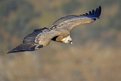 Griffon Vulture (Gyps fulvus), Extremadura, Spain, Europe