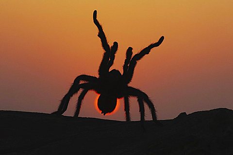 Texas Brown Tarantula (Aphonopelma hentzi), adult at sunset in defense posture, Sinton, Corpus Christi, Coastal Bend, Texas, USA