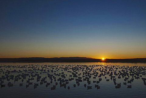 Snow Goose (Chen caerulescens), flock at sunrise, Bosque del Apache National Wildlife Refuge, New Mexico, USA