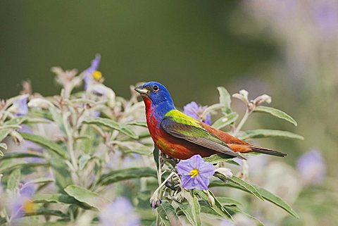 Painted Bunting (Passerina ciris), male singing on Silverleaf Nightshade (Solanum elaeagnifolium), Sinton, Corpus Christi, Coastal Bend, Texas, USA