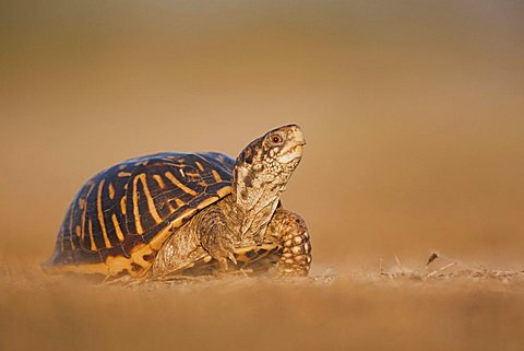 Ornate Box Turtle (Terrapene ornata), male, Sinton, Corpus Christi, Coastal Bend, Texas Coast, USA