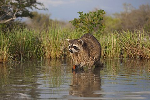 Northern Raccoon (Procyon lotor), adult in water eating Crayfish, Crawfish (Astacidae), Sinton, Corpus Christi, Coastal Bend, Texas, USA