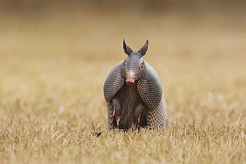 Nine-banded Armadillo (Dasypus novemcinctus), adult standing up, Sinton, Corpus Christi, Coastal Bend, Texas, USA