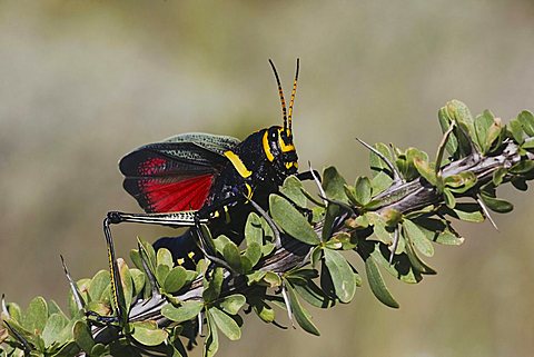 Horse Lubber Grasshopper (Taeniopoda eques), adult in defense pose on Ocotillo Cactus (Fouquieria splendens), Chisos Mountains, Big Bend National Park, Chihuahuan Desert, West Texas, USA