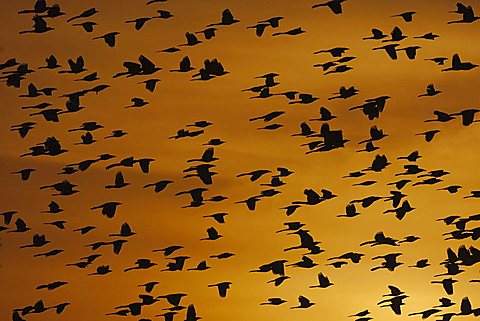 Great-tailed Grackle (Quiscalus mexicanus), flock at sunset, Welder Wildlife Refuge, Sinton, Texas, USA