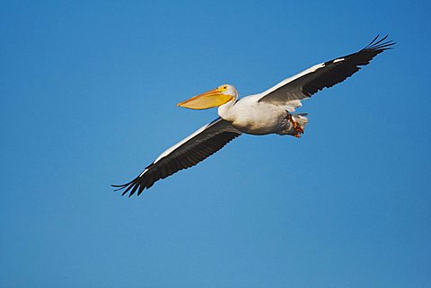 American White Pelican (Pelecanus erythrorhynchos), adult in flight, Sinton, Corpus Christi, Coastal Bend, Texas, USA