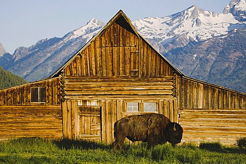 American Bison, Buffalo (Bison bison) adult in front of old wooden barn and Grand Teton Range, Antelope Flats, Grand Teton National Park, Wyoming, USA