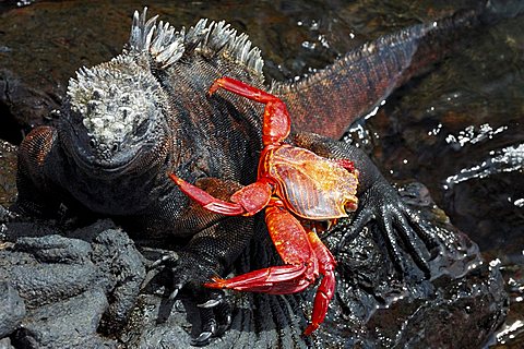 Sally Lightfoot Crab (Grapsus grapsus), Galapagos Islands, Ecuador, South America