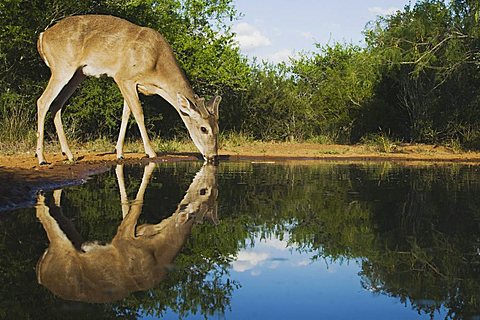 White-tailed Deer (Odocoileus virginianus), buck drinking, Rio Grande Valley, Texas, USA