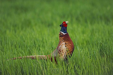 Ring-necked Pheasant (Phasianus colchicus), male calling in grassland, National Park Lake Neusiedl, Burgenland, Austria, Europe