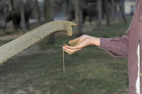 Little elephant (Elephas maximus), trunk takes grass out of a hand at Chitwan National Park, Nepal, Asia