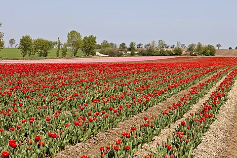 Tulip field, Tulips (Tulipa), Saxony-Anhalt, Germany, Europe