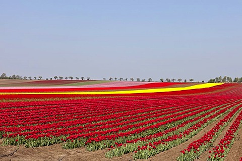 Tulip field, Tulips (Tulipa), Saxony-Anhalt, Germany, Europe