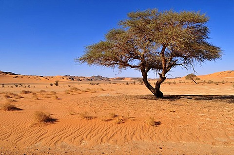 Acacia tree at In Tehak, Tadrart, Tassili n'Ajjer National Park, Unesco World Heritage Site, Algeria, Sahara, North Africa