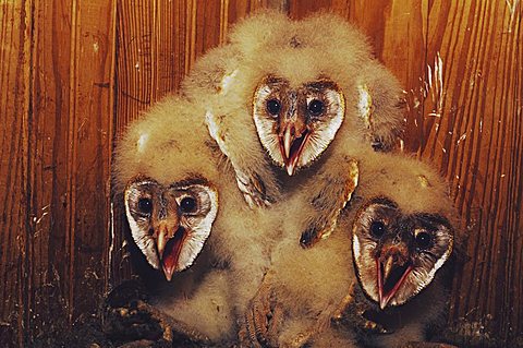 Barn Owl (Tyto alba), young in nest box hissing, Rio Grande Valley, Texas, USA