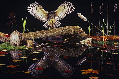 Barred Owl (Strix varia), adult landing on log in pond in fall with reflection, Raleigh, Wake County, North Carolina, USA