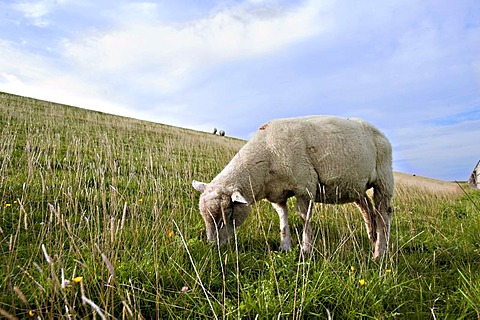 Sheep grazing on the dike in Westerhever, North Friesland, Schleswig-Holstein, Germany, Europe