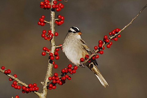 White-crowned Sparrow (Zonotrichia leucophrys), adult perched on Possum Haw Holly (Ilex decidua) berries, Bandera, Hill Country, Central Texas, USA