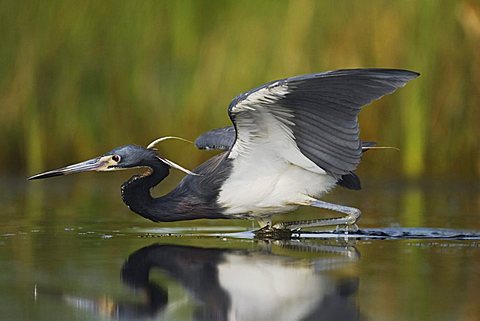 Tricolored Heron (Egretta tricolor), adult fishing in wetland, Sinton, Corpus Christi, Texas, USA