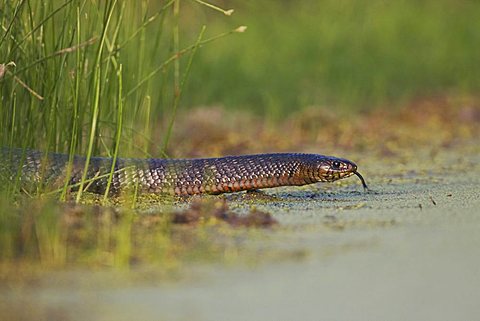 Texas Indigo Snake (Drymarchon corais erebennus), adult at ponds edge, Sinton, Corpus Christi, Texas, USA