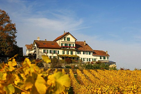 Vines with golden autumn leaves with Vaud home, Vufflens-le-Chateau, Vaud, Switzerland, Europe