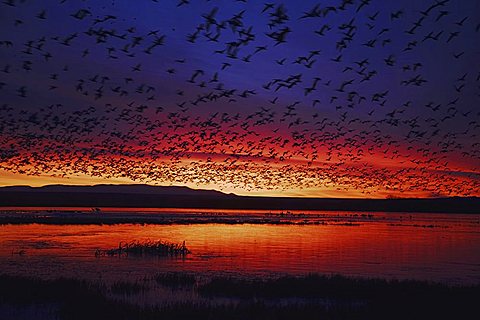 Snow Goose (Chen caerulescens), flock in flight at sunrise, Bosque del Apache National Wildlife Refuge, New Mexico, USA