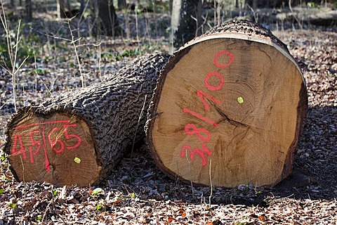 Timber industry, cut trees in a forest