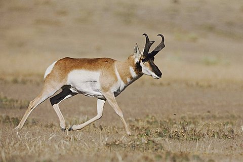 Pronghorn (Antilocapra americana), male running in prairie, Yellowstone National Park, Wyoming, USA