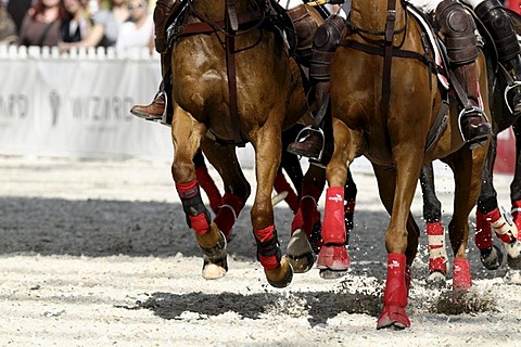 Polo horses galloping through the sand, Airport Arena Polo Event 2010, Munich, Upper Bavaria, Bavaria, Germany, Europe