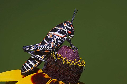 Painted Grasshopper (Dactylotum bicolor), adult on blooming Clasping-leaved Coneflower (Dracopis amplexicaulis), Sinton, Corpus Christi, Texas, USA