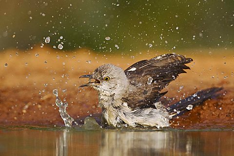 Northern Mockingbird (Mimus polyglottos), adult bathing, Rio Grande Valley, Texas, USA