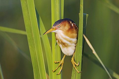 Least Bittern (Ixobrychus exilis), adult in cattails in wetland, Sinton, Corpus Christi, Texas, USA