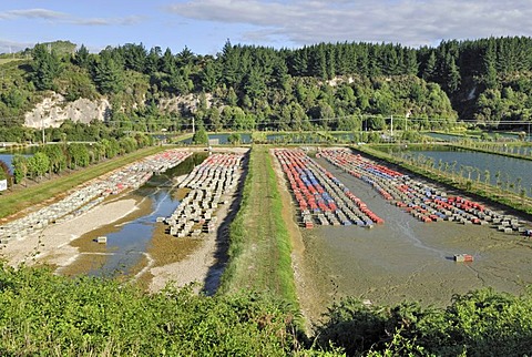 Prawn farming, Taupo, North Island, New Zealand