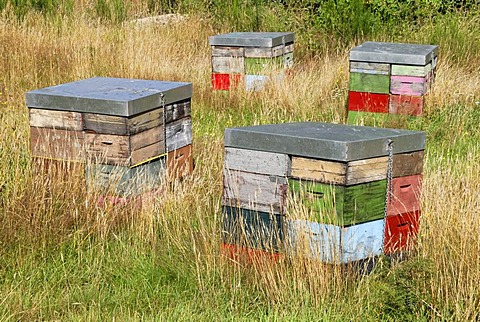 Bee hives, heathland, next to State Highway 46 near Turangi, North Island, New Zealand