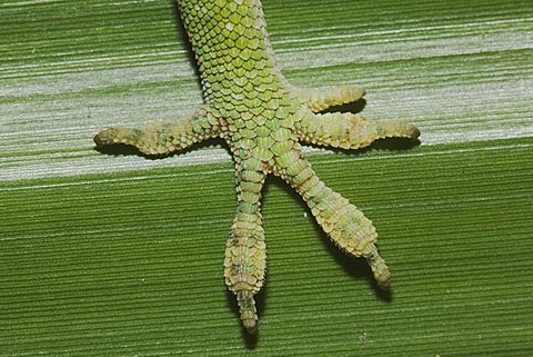 Green Anole (Anolis carolinensis), foot close up, Sinton, Corpus Christi, Texas, USA