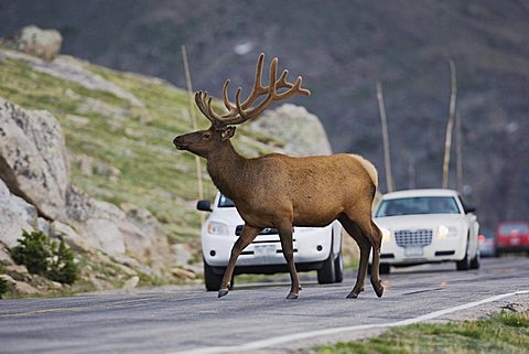 Elk, Wapiti (Cervus elaphus), bull crossing road, Rocky Mountain National Park, Colorado, USA