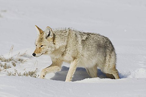 Coyote (Canis latrans), adult walking in snow, Yellowstone National Park, Wyoming, USA