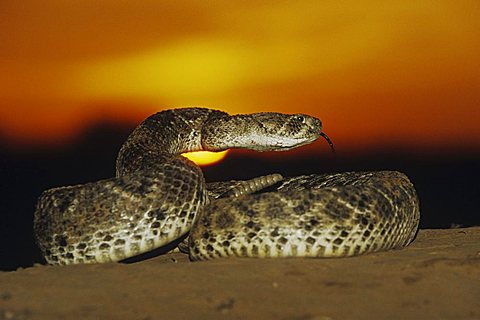 Western Diamondback Rattlesnake (Crotalus atrox), adult in defense pose at sunset in desert, Starr County, Rio Grande Valley, Texas, USA