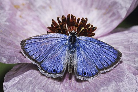 Reakirt's Blue (Hemiargus isola), male feeding from prickly poppy flower, Starr County, Rio Grande Valley, Texas, USA