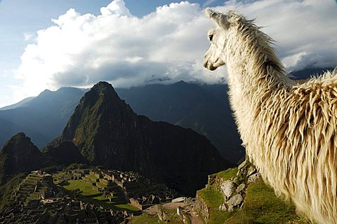 Llama looking at Machu Picchu, Peru, South America