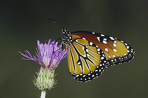 Queen Butterfly (Danaus gilippus), adult feeding on thistle, Sinton, Texas, USA