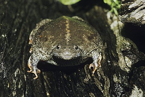 Mexican Burrowing Toad (Rhinophrynus dorsalis), adult bloated as defense, Starr County, Rio Grande Valley, Texas, USA