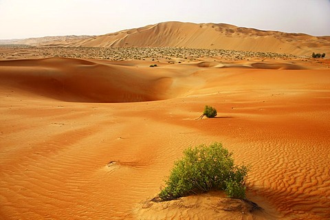 Red sand, sand dunes, Empty Quarter region of Rub'al-Khali desert where only few plants survive, Abu Dhabi, United Arab, Emirates, Middle East, Asia